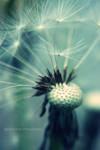 In love with macro by QnSansNom