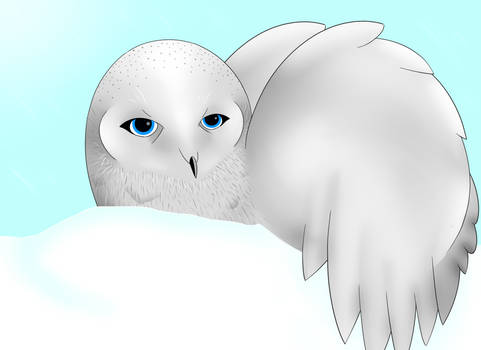 Snowy Owl