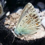 2016-07-02 eastern baton blue - Quendelblaeuling