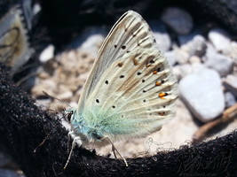 2016-07-02 eastern baton blue - Quendelblaeuling