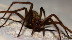 Very big aggressiv Spider-Die agressive Spinne v.2