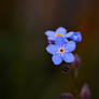 Little blue flower