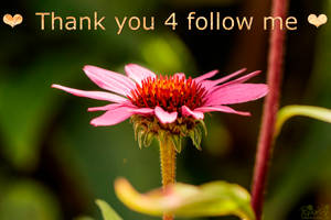 Thank you 4 follow me