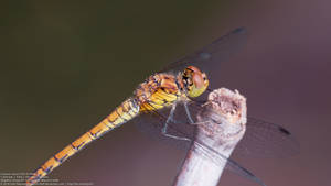 Dragonfly with smooth bokeh and sharp eyes, body