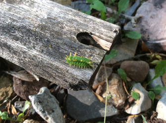 Caterpillar