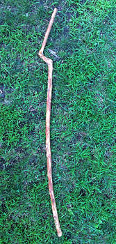 Oak walking stick