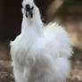 Silkie Cockerel