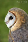 Ashy Faced Owl by Fur-N-Fowl