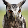 White Faced Scops Owl