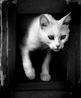 The Turkish Angora