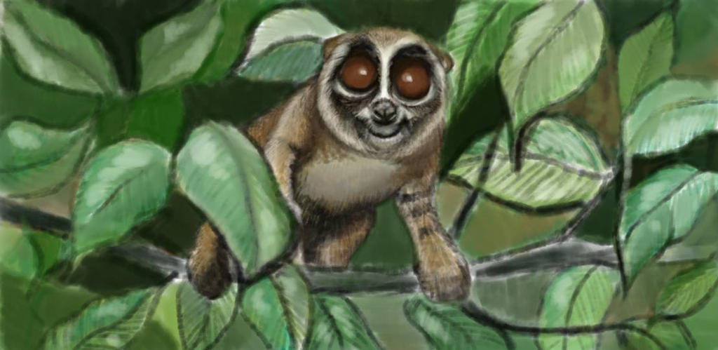 Java Slow Loris Eat Spider slow loris by mamatlisham on DeviantArt