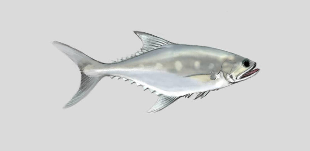 Talang/Double Spotted Queenfish/Scomberoides lysan by mamatlisham on ...