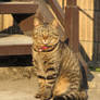 Cat in Japan:Cat on street 01