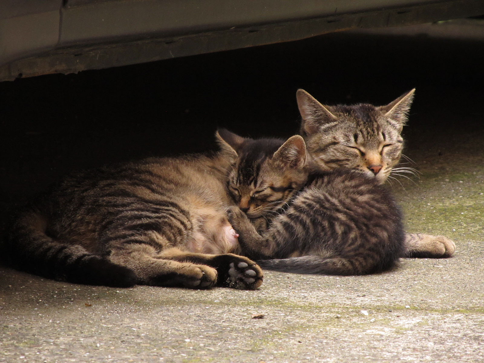 Cat in Japan:Cat on street 04