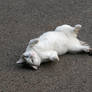 Cat in Japan:Cat on street 11