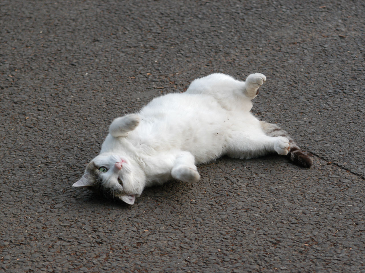 Cat in Japan:Cat on street 11