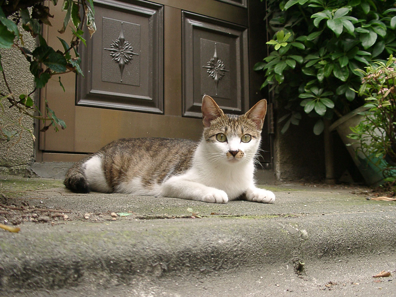 Cat in Japan:Cat on street 20