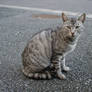 Cat in Japan:Cat on street 54