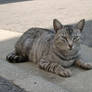 Cat in Japan:Cat on street 63