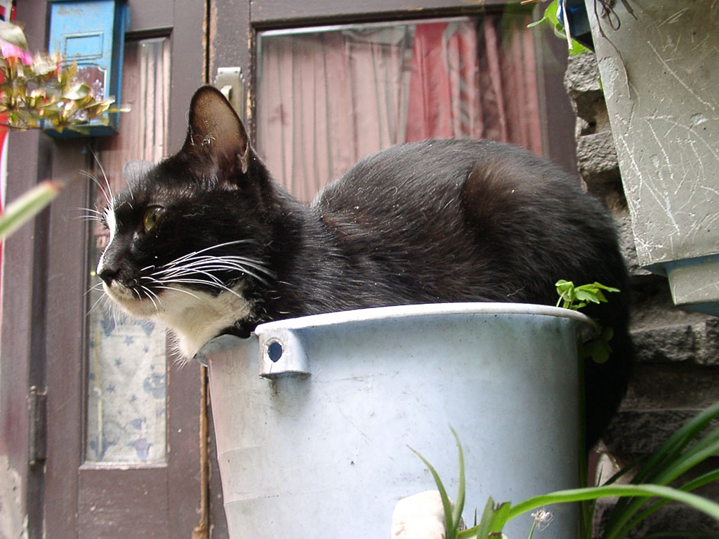 Cat in Japan:Cat on street 111