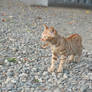 Cat in Japan:Cat on street 129