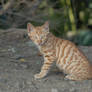 Cat in Japan:Cat on street 131