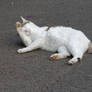 Cat in Japan:Cat on street 144