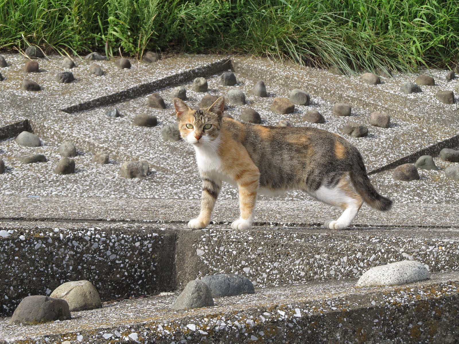 Cat in Japan:Cat on street 145