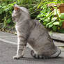Cat in Japan:Cat on street 164