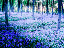 Bluebells