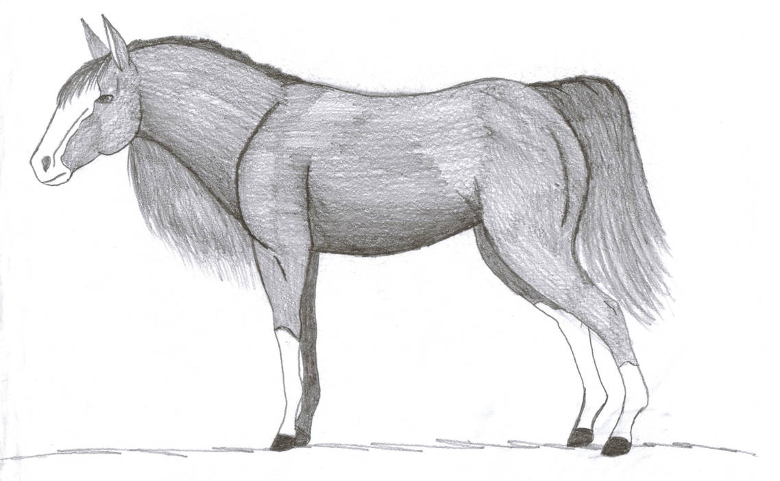 shaded horse by HorseLover4000 on DeviantArt
