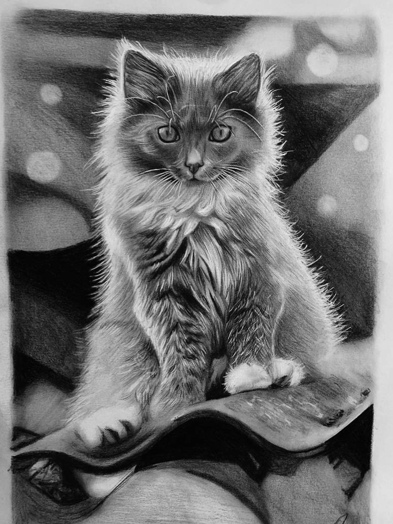 Cat Graphite Cute Kitten Graphite Drawing by Aymartie on DeviantArt
