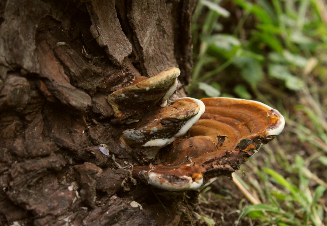 Fungi tree steps by ShyModd on DeviantArt