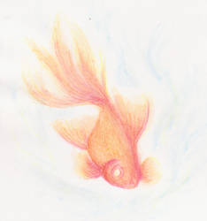 Goldfish