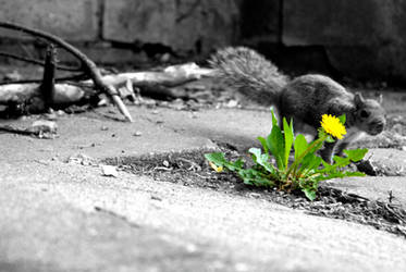 Dandilion and Squirrel