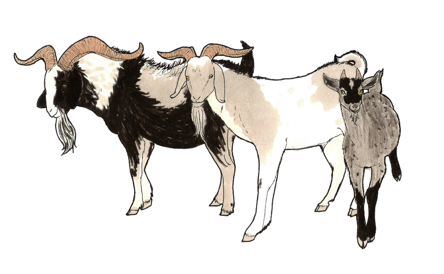 The Three Billy Goats Gruff By Mommacabbit On Deviantart