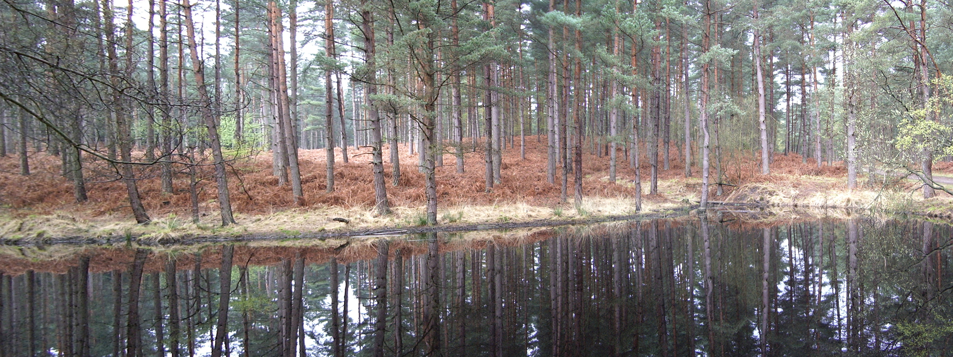 Swinley Forest 1