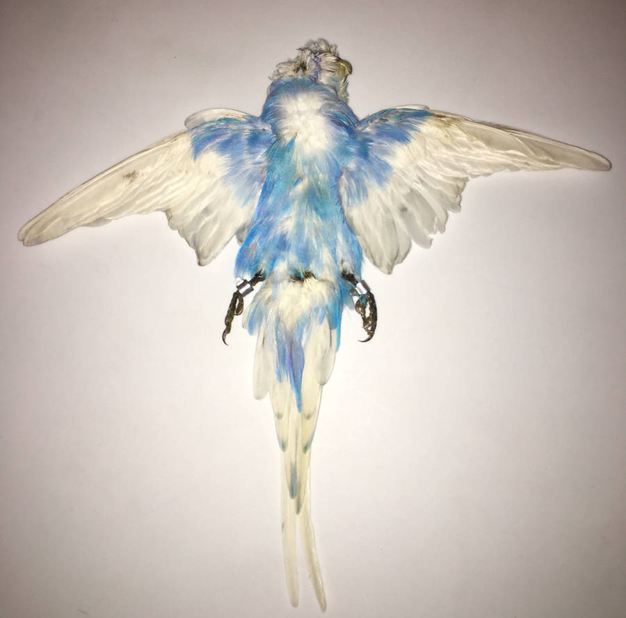 Pied Blue Budgie Skin 2 by ChappieFeathers on DeviantArt