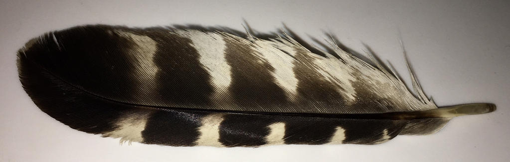 Red Shouldered Hawk Feather By Chappiefeathers On Deviantart Red Shouldered Hawk Feather By Chappiefeathers On Deviantart