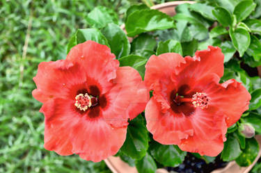 Red Hibiscus