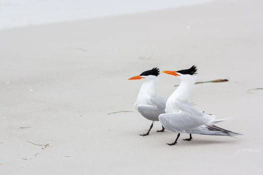 Gulls Showing Off