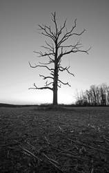 The Tree of Woe by Hertz18360