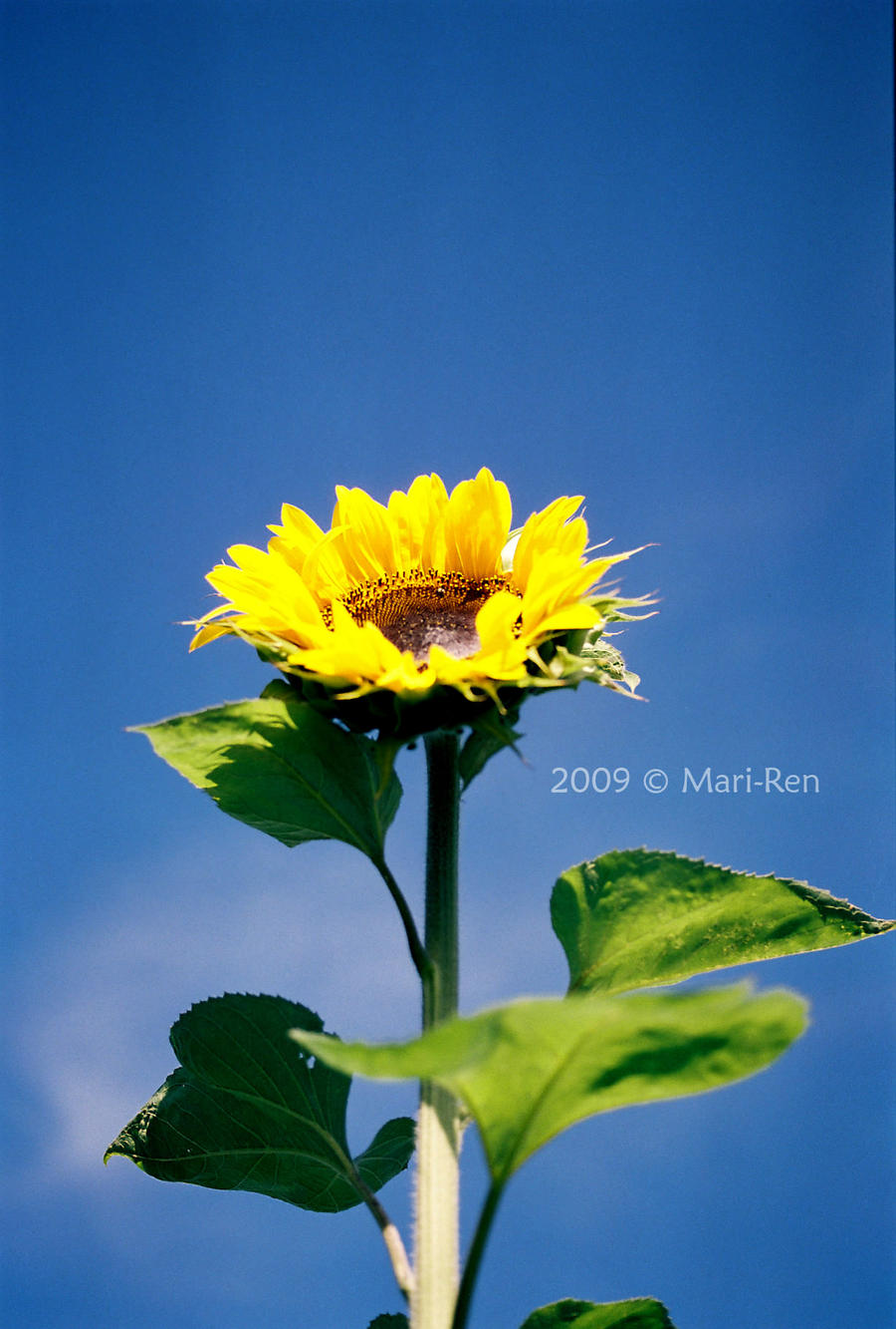 Sunflower Analog III