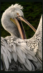 ..:: Pelican't ::..