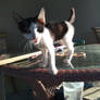 Max the Cat