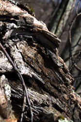 Inside the Tree