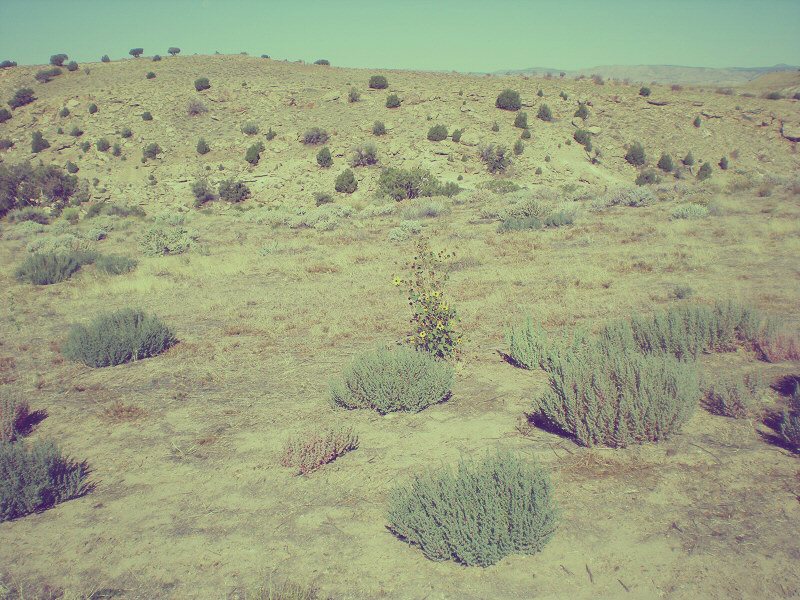 Flowers in the Desert, Utah