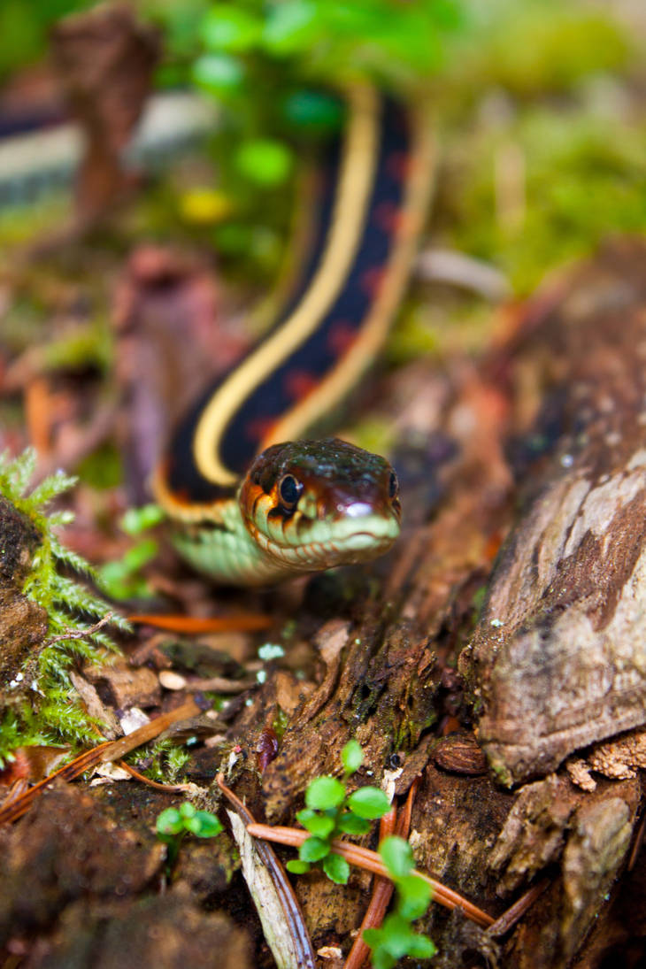 Snicka snake by ackbad on DeviantArt