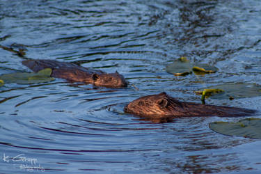 Beaver dance 2 by ackbad