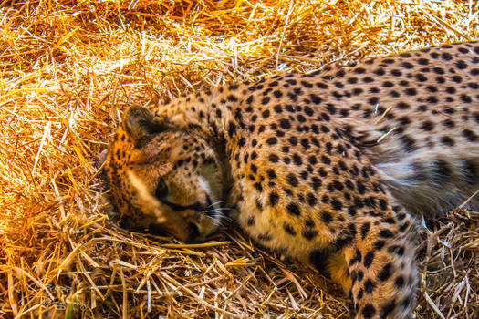 Lazy cheetah